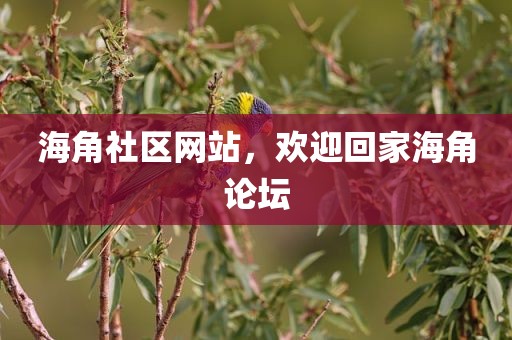 海角社区网站，欢迎回家海角论坛