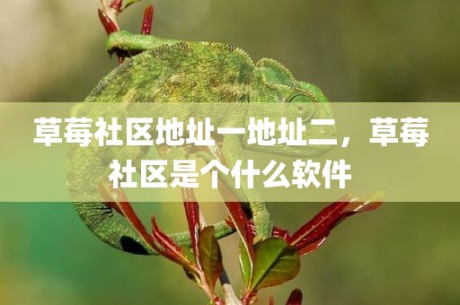 草莓社区地址一地址二，草莓社区是个什么软件