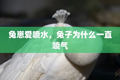 兔崽爱喷水，兔子为什么一直喷气