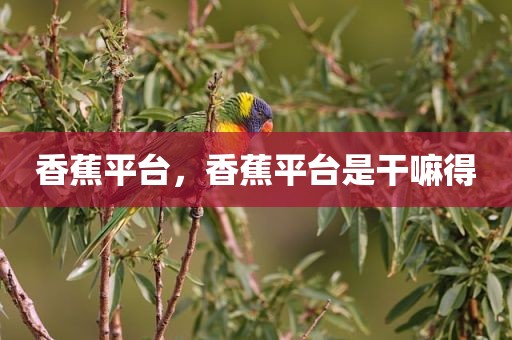 香蕉平台，香蕉平台是干嘛得