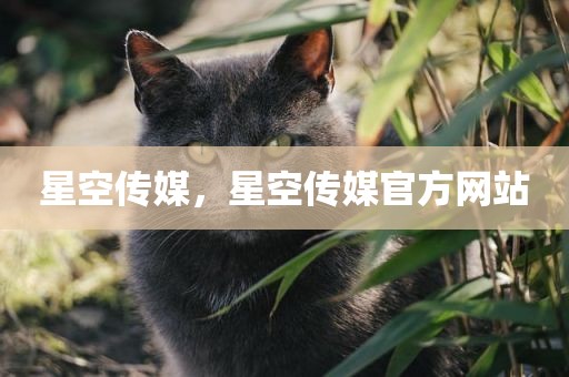 星空传媒，星空传媒官方网站