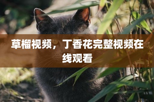 草榴视频，丁香花完整视频在线观看
