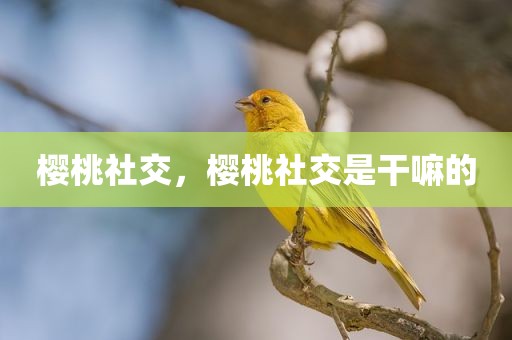 樱桃社交，樱桃社交是干嘛的