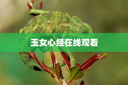 玉女心经在线观看