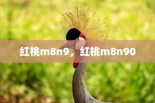红桃m8n9，红桃m8n90