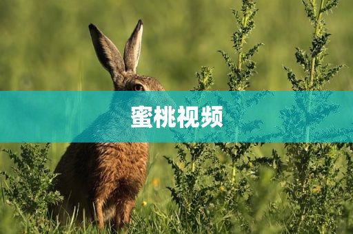 蜜桃视频