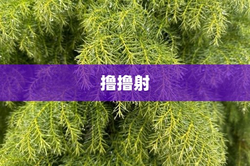 撸撸射