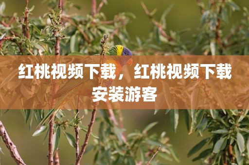 红桃视频下载，红桃视频下载安装游客