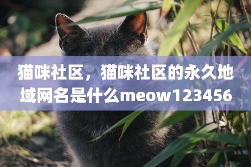猫咪社区，猫咪社区的永久地域网名是什么meow123456