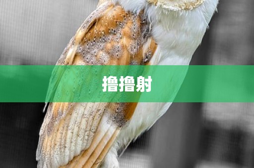 撸撸射