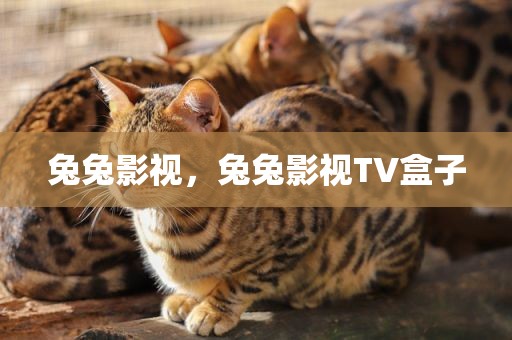 兔兔影视，兔兔影视TV盒子