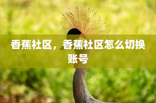 香蕉社区，香蕉社区怎么切换账号