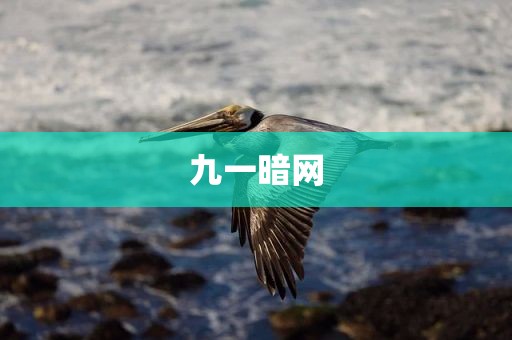 九一暗网