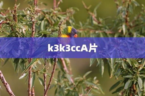 k3k3ccA片