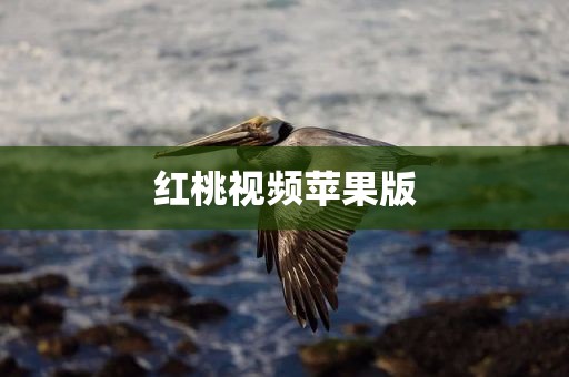 红桃视频苹果版