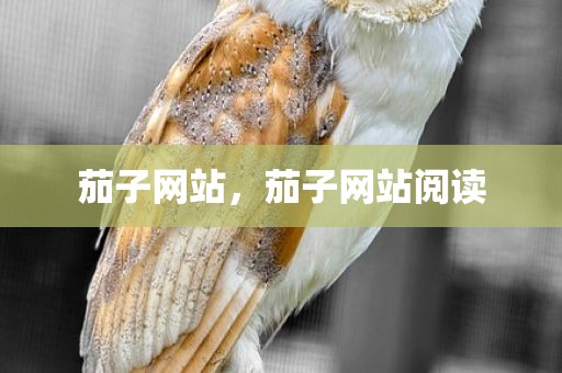 茄子网站，茄子网站阅读