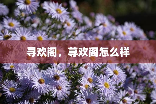 寻欢阁，荨欢阁怎么样