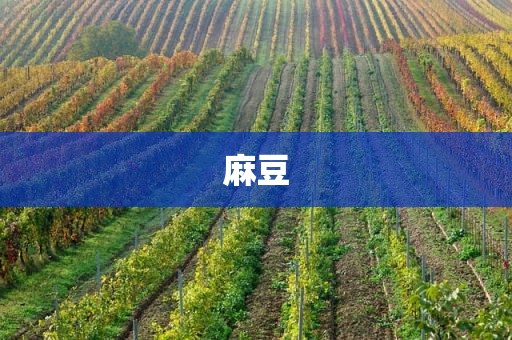 麻豆