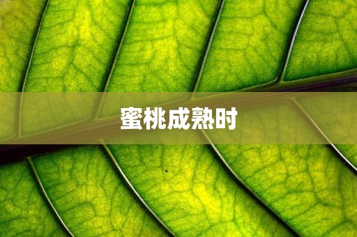 蜜桃成熟时