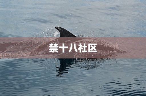 禁十八社区