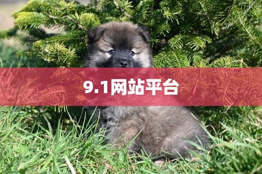 9.1网站平台