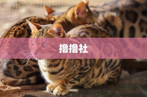 撸撸社