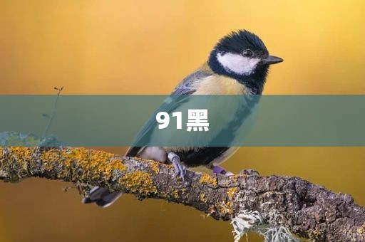 91黑