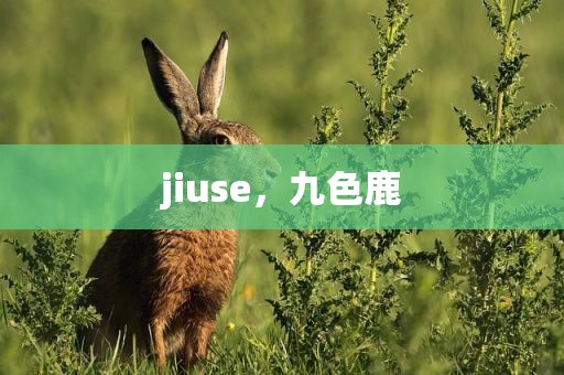 jiuse，九色鹿