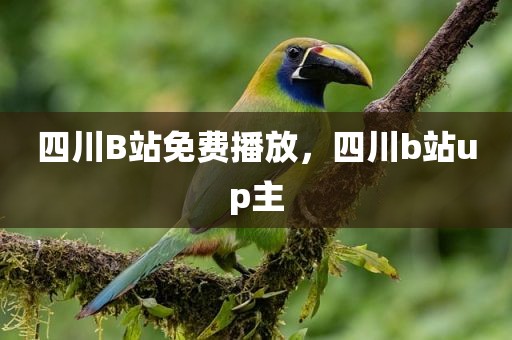 四川B站免费播放，四川b站up主