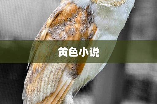 黄色小说