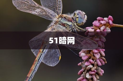 51暗网
