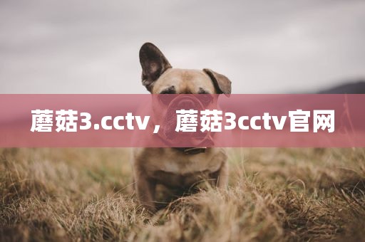 蘑菇3.cctv，蘑菇3cctv官网