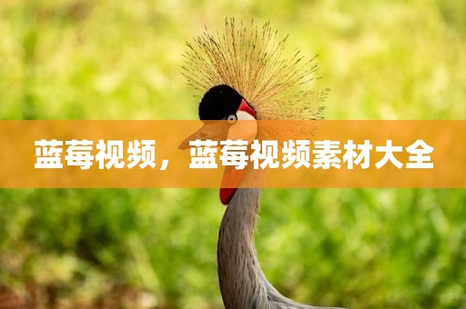 蓝莓视频，蓝莓视频素材大全