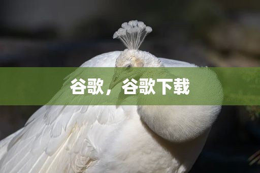 谷歌，谷歌下载