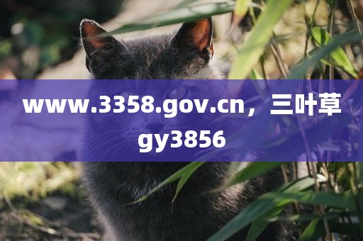 www.3358.gov.cn，三叶草gy3856