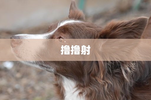撸撸射