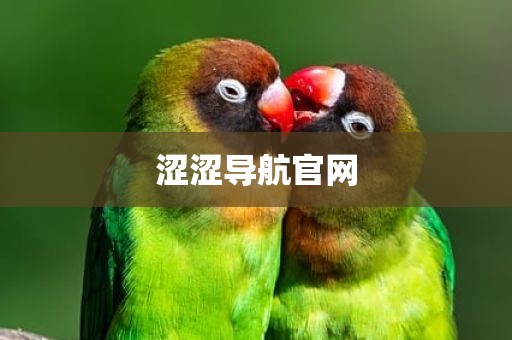 涩涩导航官网