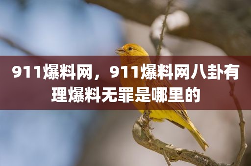 911爆料网，911爆料网八卦有理爆料无罪是哪里的