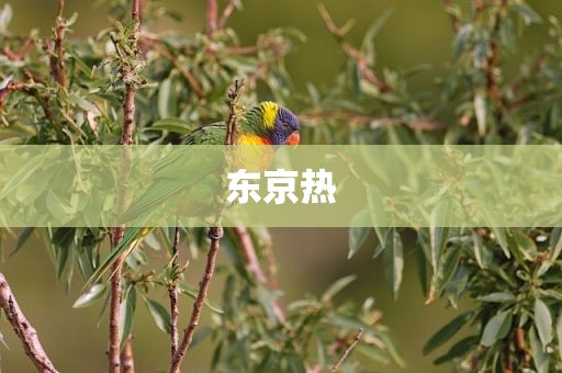 东京热