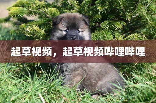 起草视频，起草视频哔哩哔哩