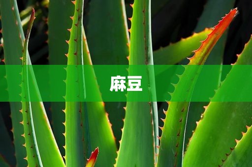 麻豆