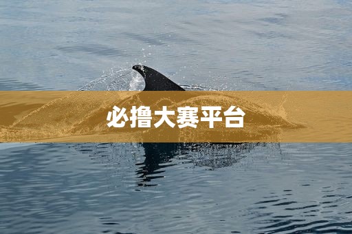 必撸大赛平台