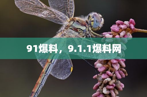 91爆料，9.1.1爆料网