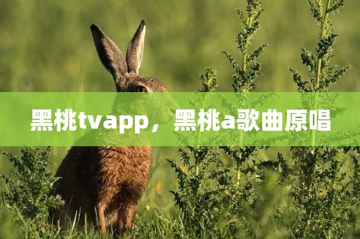 黑桃tvapp，黑桃a歌曲原唱
