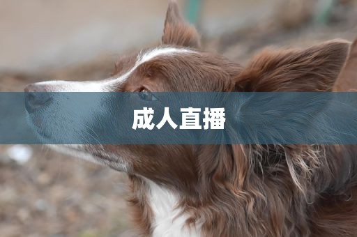 成人直播
