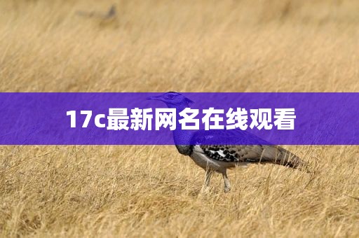17c最新网名在线观看