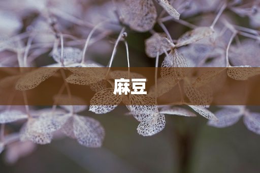 麻豆