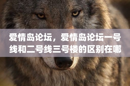 爱情岛论坛，爱情岛论坛一号线和二号线三号楼的区别在哪