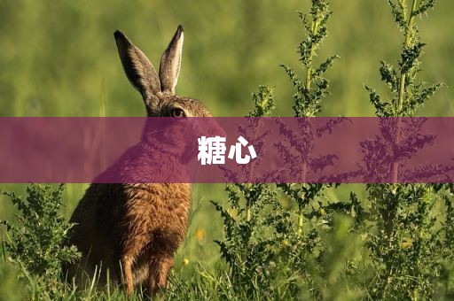 糖心