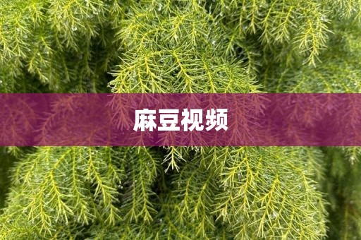麻豆视频